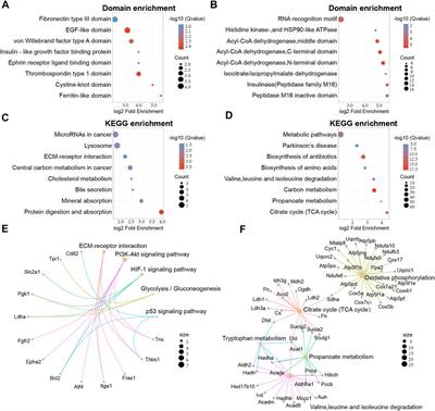 Lysine Acetylation in the Proteome of Renal Tubular Epithelial Cells in Diabetic Nephropathy